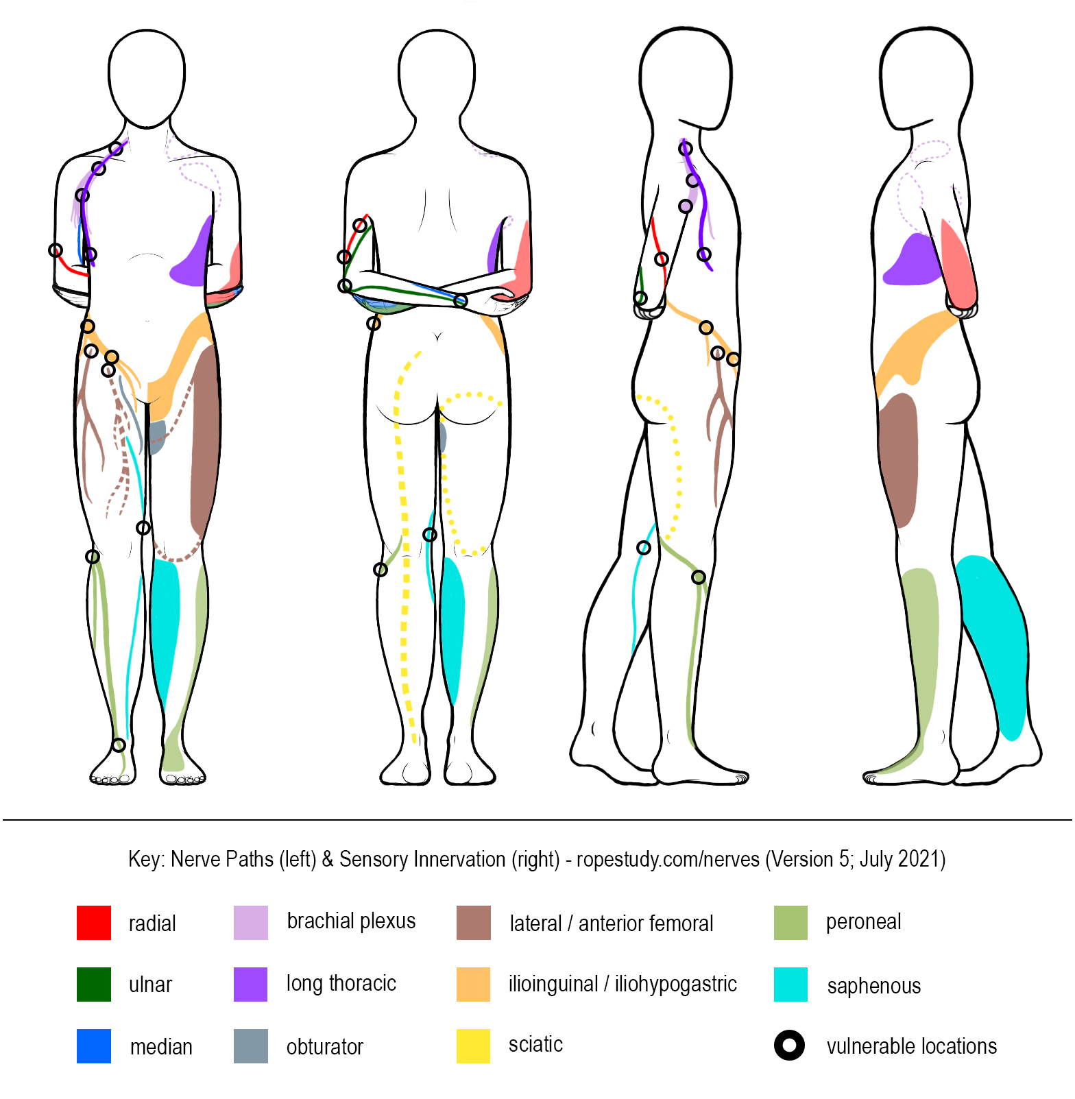 Nerves Arms Folded