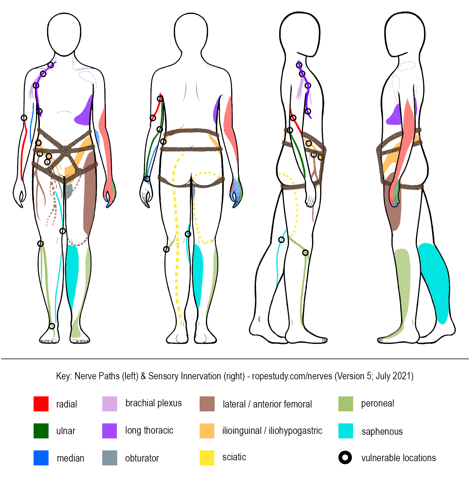 Nerves Hip Harness