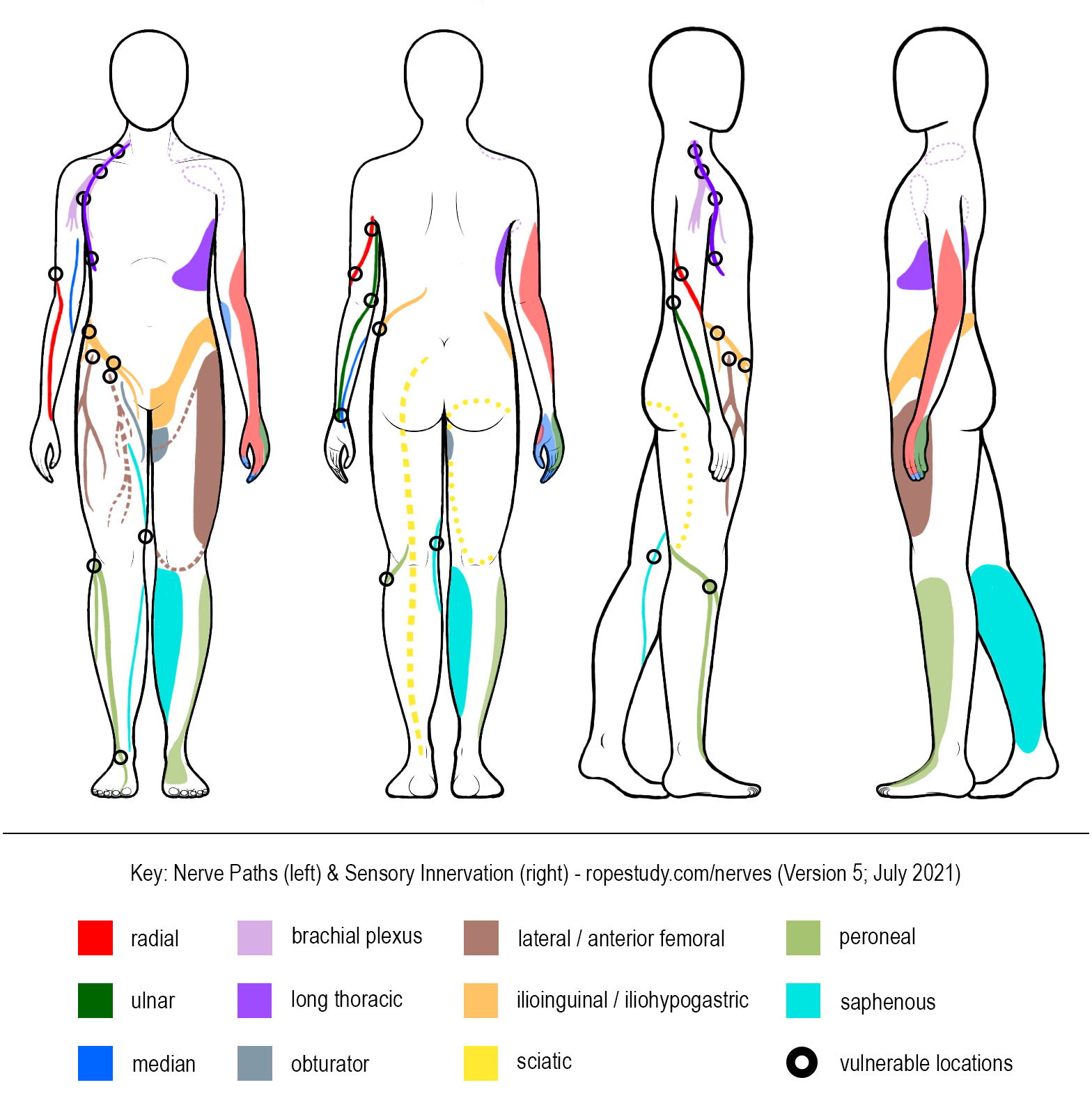Nerves Arms Straight